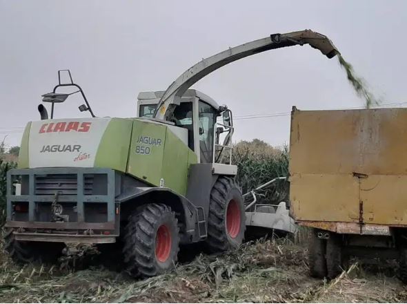 Green Wood Corn Silage