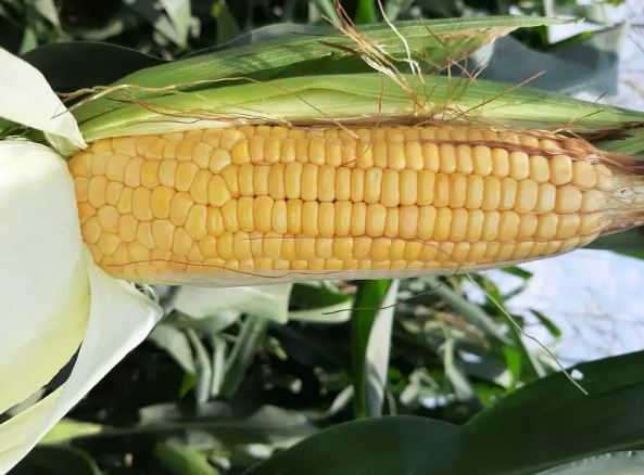 Green Wood Corn Silage