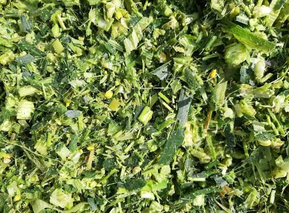 Green Wood Corn Silage