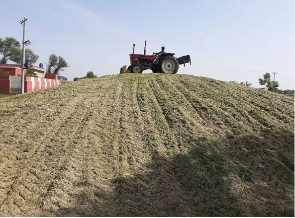 Green Wood Corn Silage