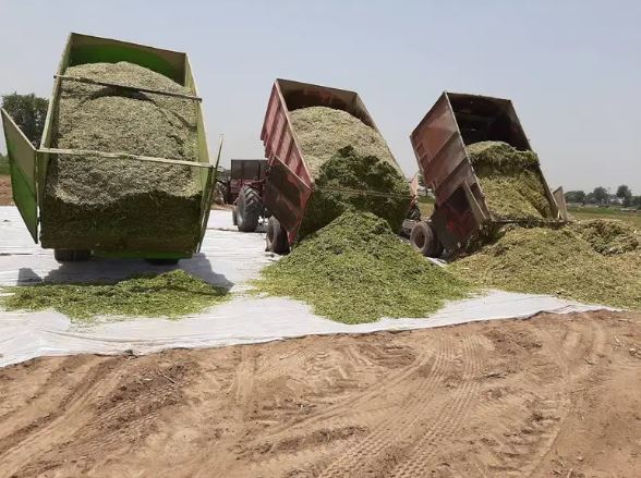Green Wood Corn Silage