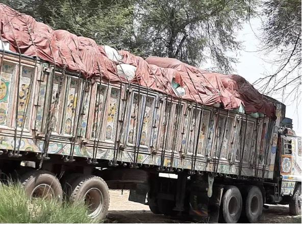 Green Wood Corn Silage