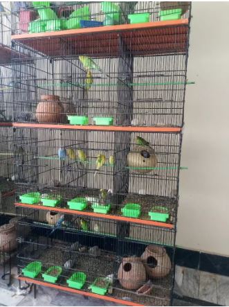 Beautiful parrot cage