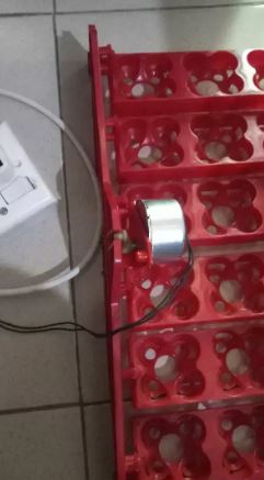 Slow egg turning motor