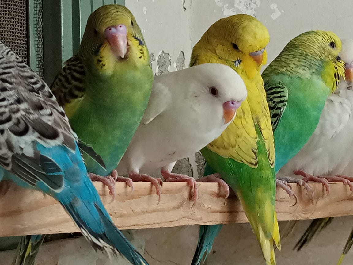 Handtamed budgies/bajri available
