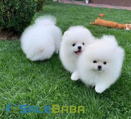 Super adorable Pomeranian Puppies