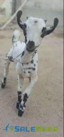 Goat for Sale Available in karachi