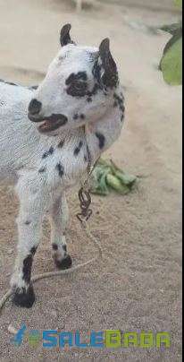 Goat for Sale Available in karachi