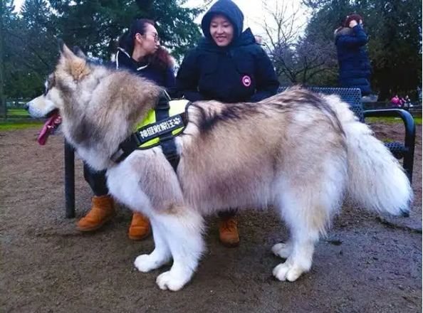 Alaskan malamute