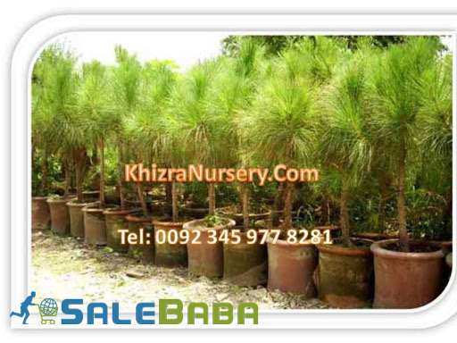 Chir Pine Trees