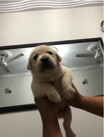 Top quality labrador pedigree microchip pups