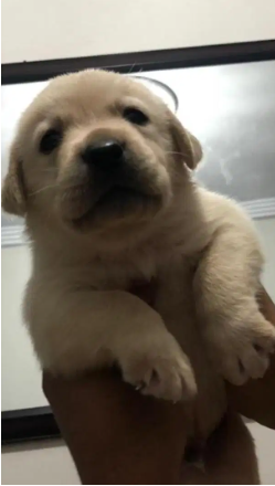 Top quality labrador pedigree microchip pups