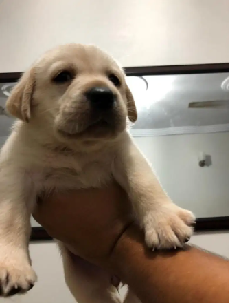 Top quality labrador pedigree microchip pups