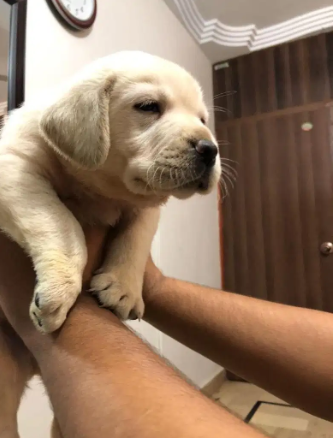 Top quality labrador pedigree microchip pups