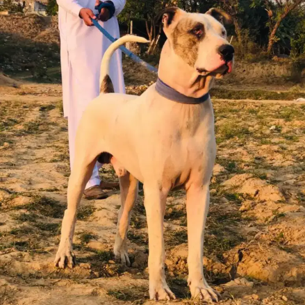 White Dog in Chakwal for sale