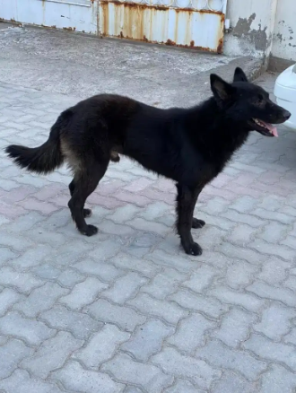 Belgium shepherd full black double coat