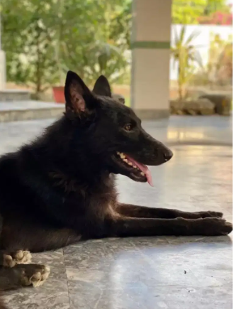 Belgium shepherd full black double coat