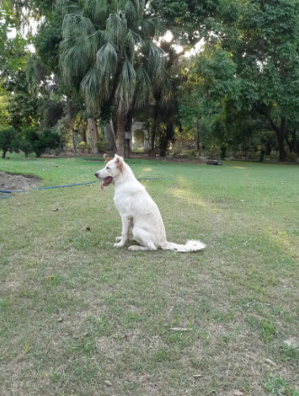 Alabai Puppy 6 months