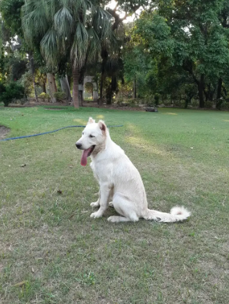 Alabai Puppy 6 months