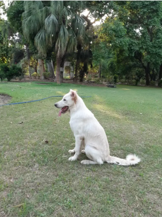 Alabai Puppy 6 months