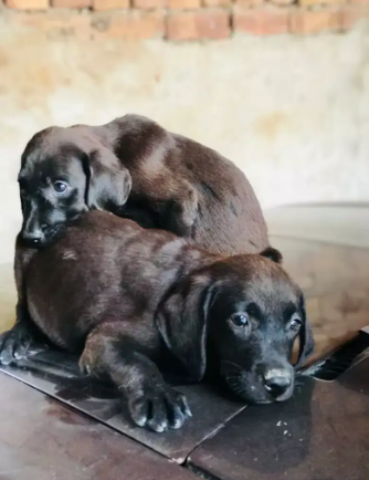 Black Labrador male 73 days
