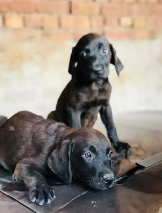 Black Labrador male 73 days