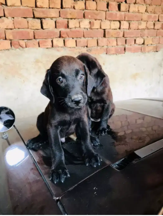 Black Labrador male 73 days