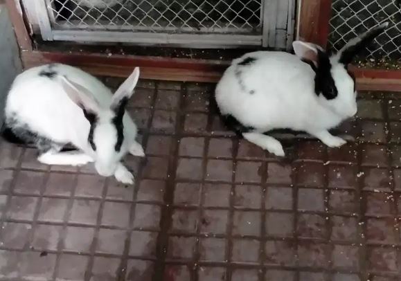 Beautiful Rabbits available for sale