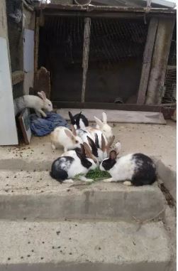 Beautiful Rabbits available for sale