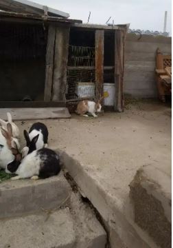 Beautiful Rabbits available for sale