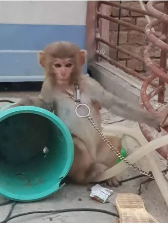 Beautiful Monkey