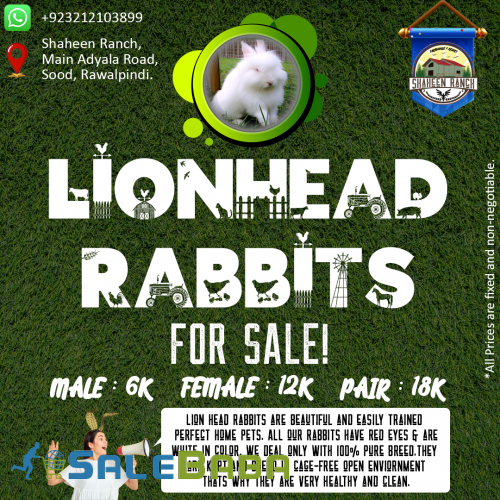 Lion Head Rabbits  Imported Rabbits  Fancy Rabbits  Pet  Pure Bred