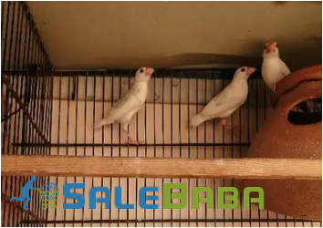 White Java Pathay Bird for Sale in GulshaneMaymar, Karachi