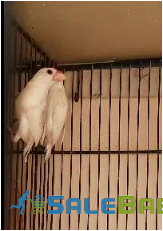 White Java Pathay Bird for Sale in GulshaneMaymar, Karachi