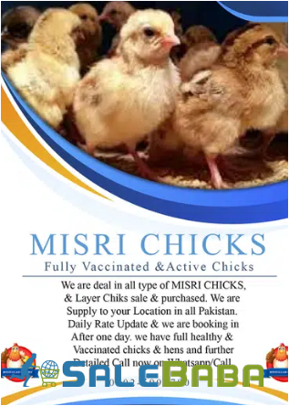 Misri Chicks Supplier for Sale in GulzarEHijri, Karachi