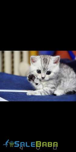 Kitten grey white