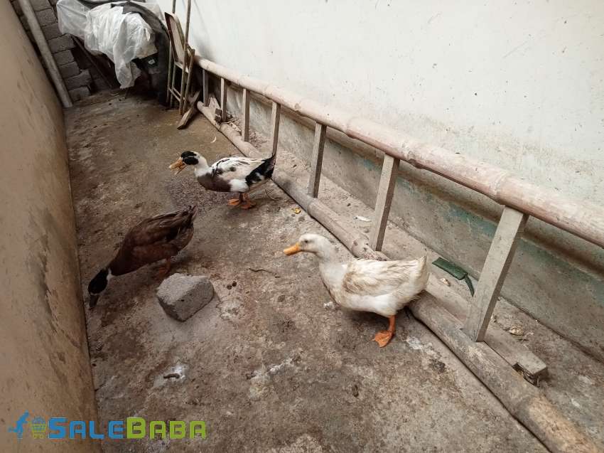 Six beautiful ducks for sale