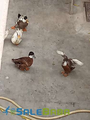 Six beautiful ducks for sale
