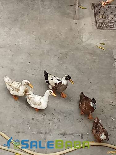 Six beautiful ducks for sale