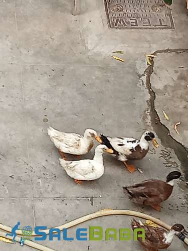 Six beautiful ducks for sale