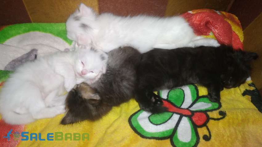 Adorable persian kittens for sale