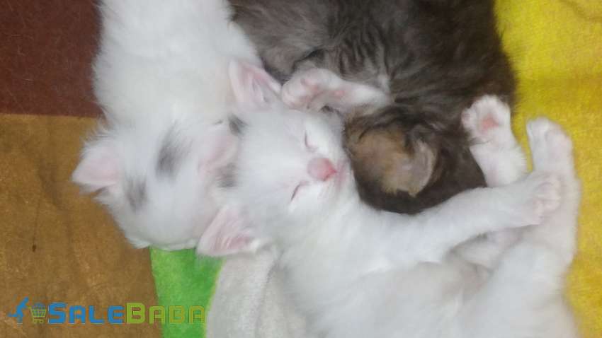 Adorable persian kittens for sale