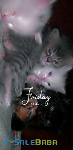 Adorable persian kittens for sale