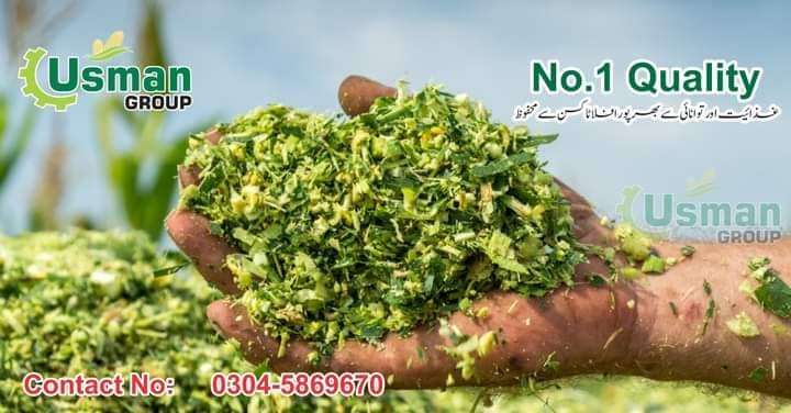 Best Quality Corn Silage for sale