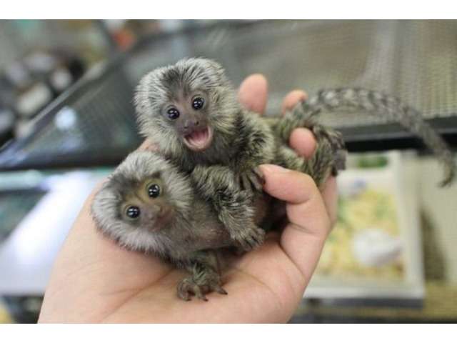 Lovely Finger Marmoset Monkeys for sale whatsapp me at 