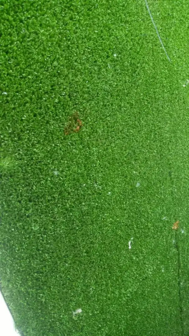 Artificial grass ,green grass ,fake grass