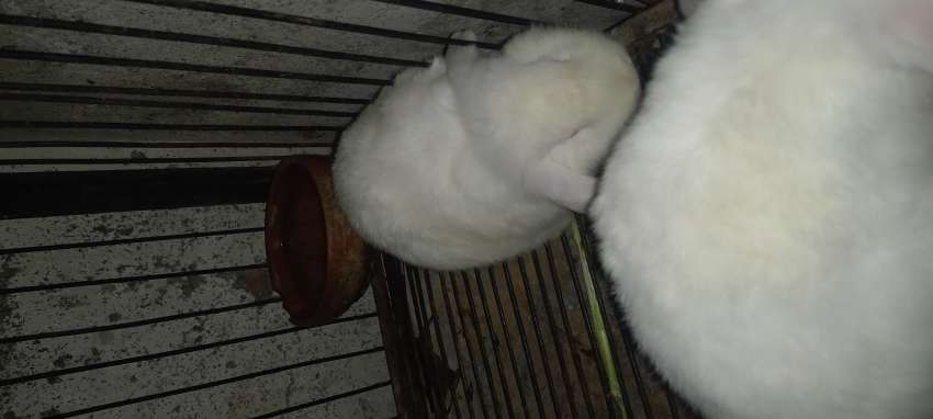 Holland Lop Rabbit (Bunny) Fancy Breed