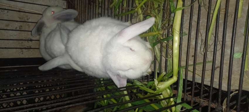 Holland Lop Rabbit (Bunny) Fancy Breed