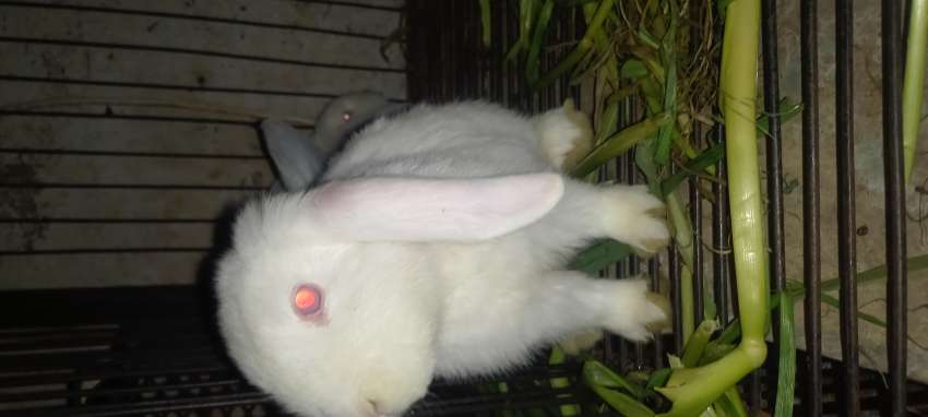 Holland Lop Rabbit (Bunny) Fancy Breed