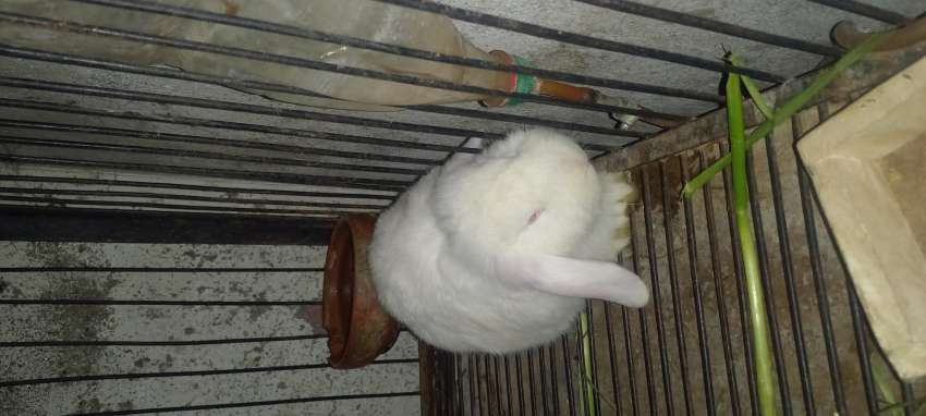 Holland Lop Rabbit (Bunny) Fancy Breed